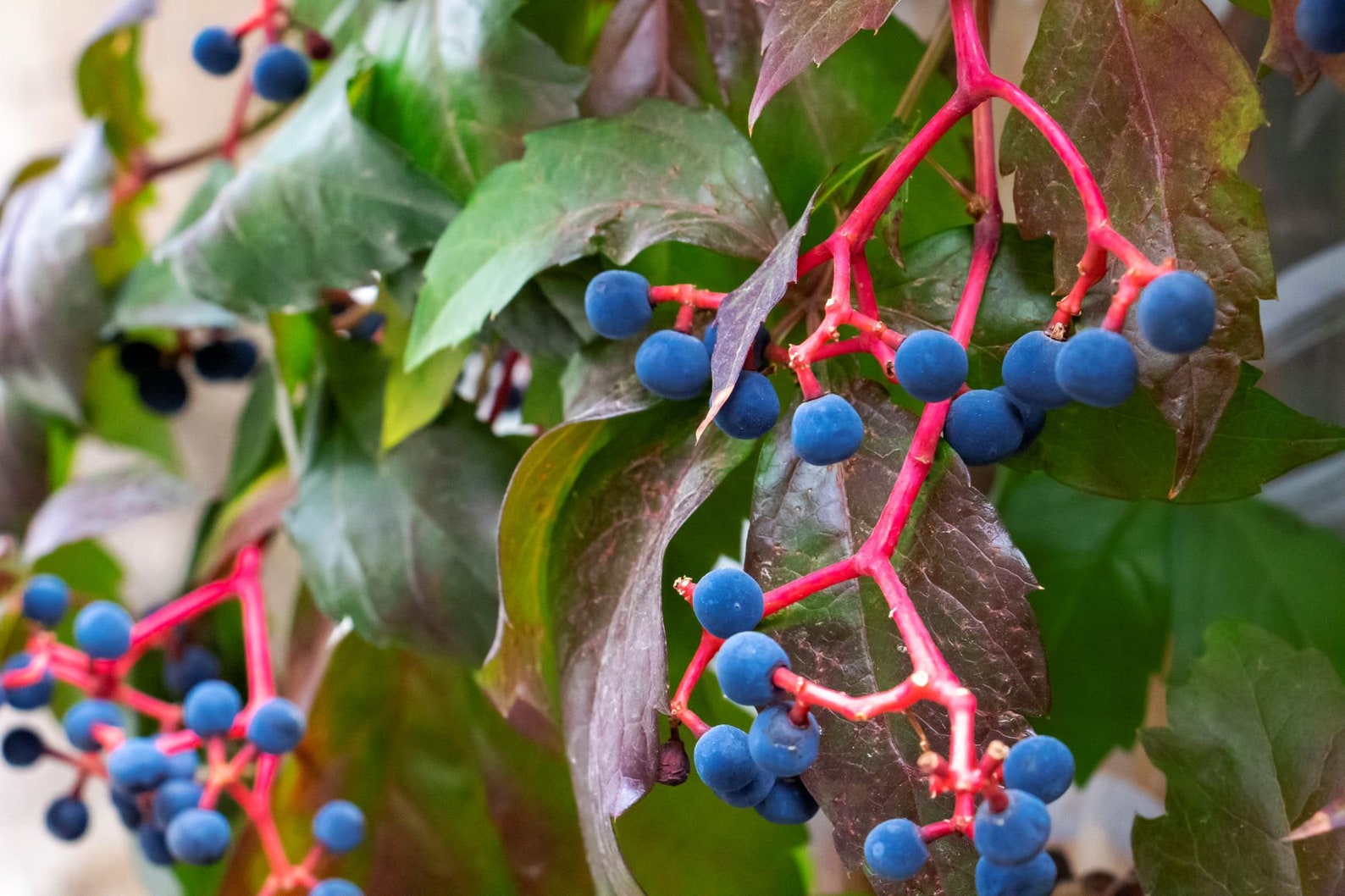 Virginia Creeper Seeds Parthenocissus Quinquefolia Etsy