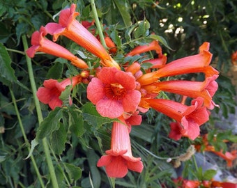 red orange trumpet creeper seeds