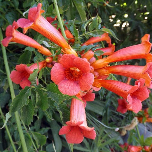 red orange trumpet creeper seeds