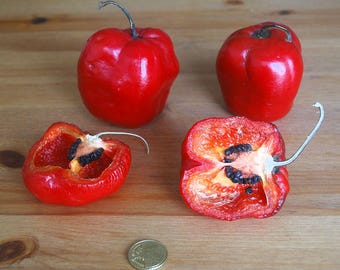 Aji Rocoto seeds