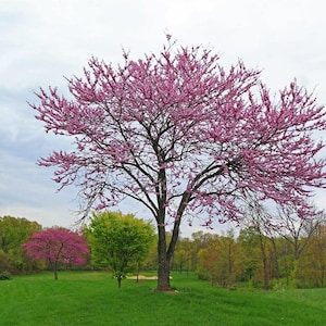 Redbud Tree Seeds - Cercis Canadensis