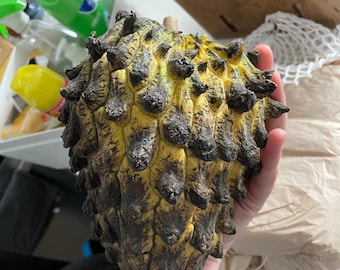 Rolinia Fruit seeds Annona mucosa