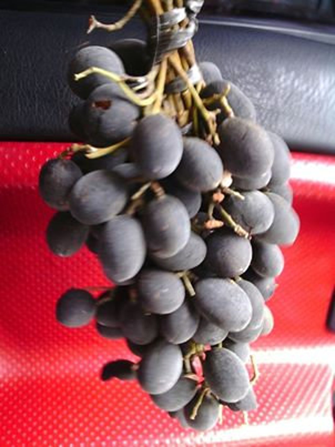 Velvet Tamarind Seeds Dialium Indum Etsy