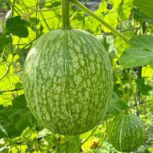 Puede incluir: Una calabaza verde y blanca rayada colgando de una vid. La calabaza tiene una textura abultada y est&aacute; creciendo en un jard&iacute;n.