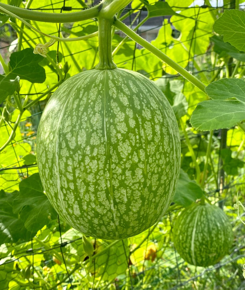 Puede incluir: Una calabaza verde y blanca rayada colgando de una vid. La calabaza tiene una textura abultada y est&aacute; creciendo en un jard&iacute;n.