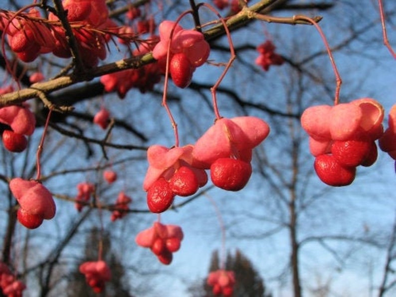 Eastern wahoo seeds image 1