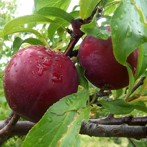 Nasiona śliwki fioletowej Prunus Domestica