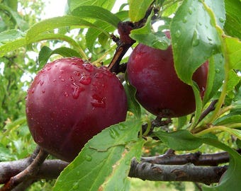 Purple Plum seeds Prunus Domestica