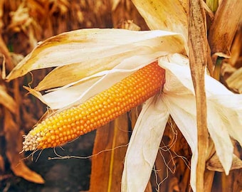 Canguil Popcorn seeds Zea mays everta