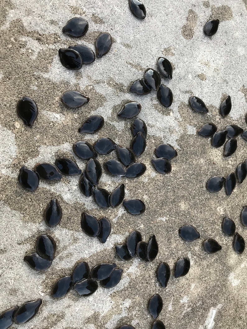 Chilacayote Seeds - Etsy