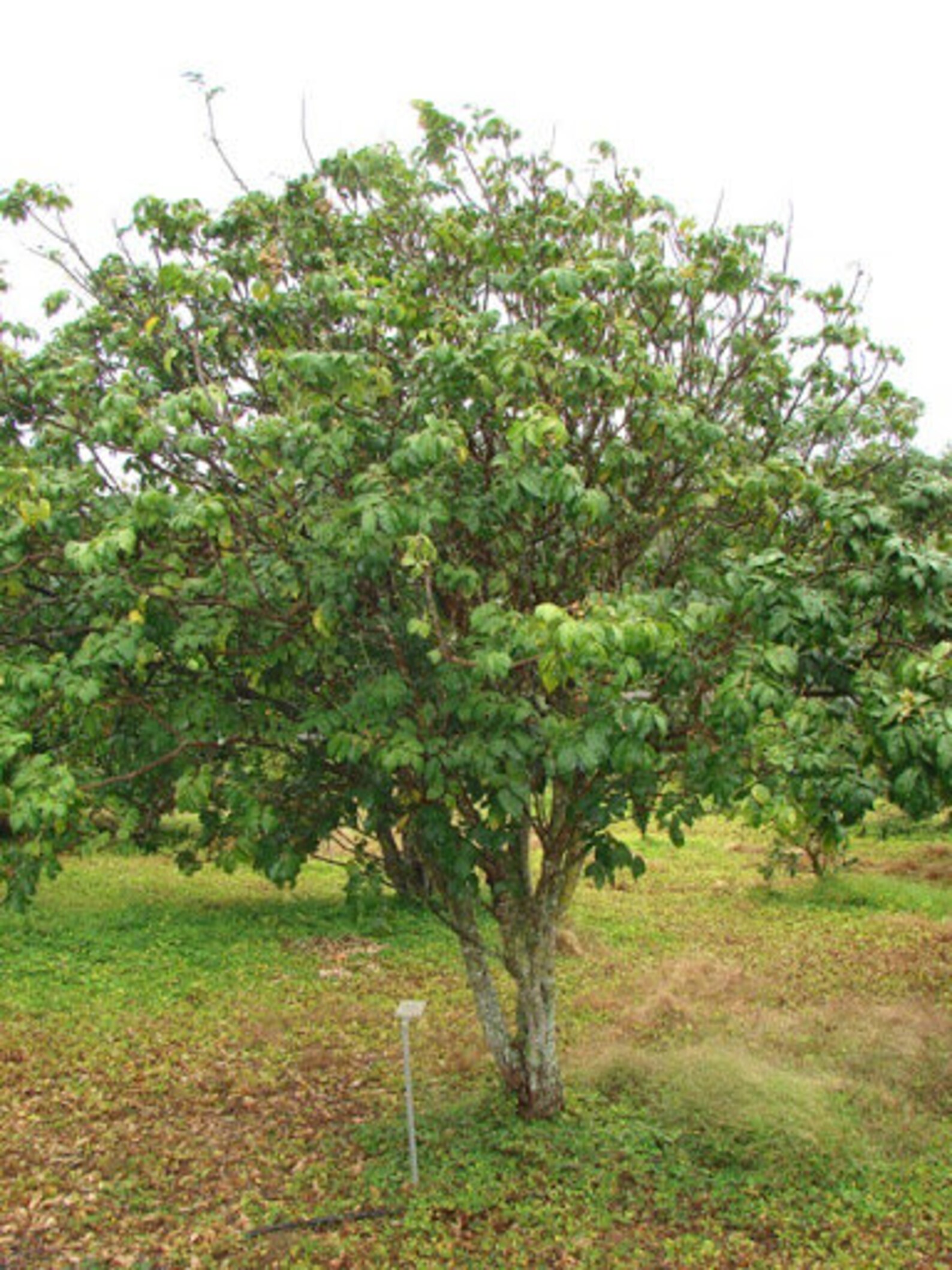 Wampee fruit seeds Clausena lansium Etsy