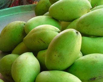 Hoa Loc Mango Seed mangifera indica