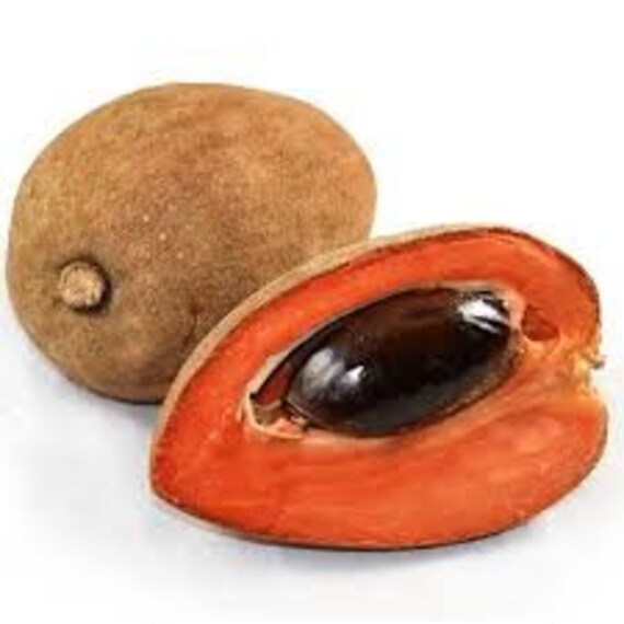 Mamey Sapote Samen Etsy