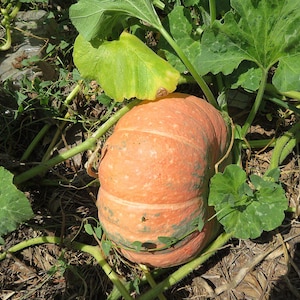 calabaza squash seeds
