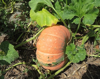 Calabash Árbol De La Especie Crescentia Cujete Con Enfoque Selectivo 2023 - Foto 5
