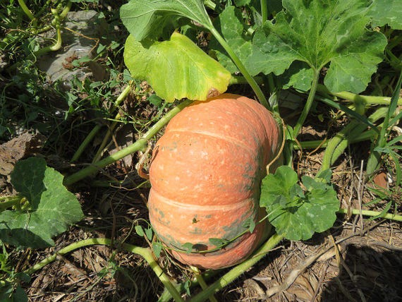calabaza squash seeds