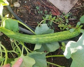 Banana Cantaloupe seeds ~Cucumis melo