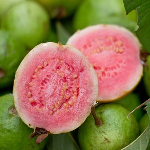 strawberry guava seeds