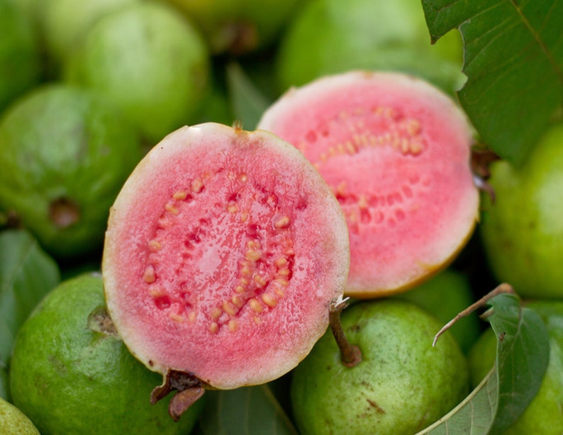 May include: Close-up of a halved guava fruit with pink flesh and black seeds. The fruit is surrounded by whole green guavas.