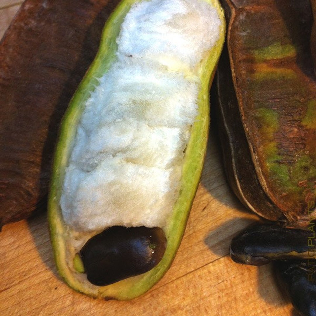 Rare Ice Cream Bean Seeds Inga Edulis Etsy