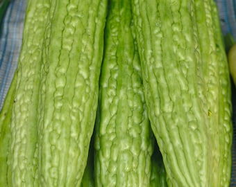 bitter gourd seeds Momordica charantia