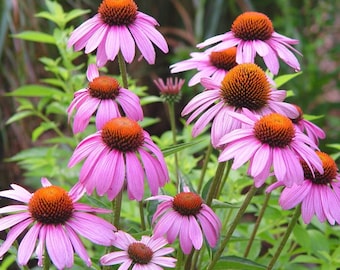 Purple Coneflower seeds Echinacea purpurea