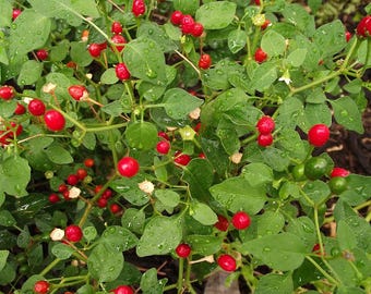 Chiltepin Pepper seeds Capsicum annuum var. glabriusculum