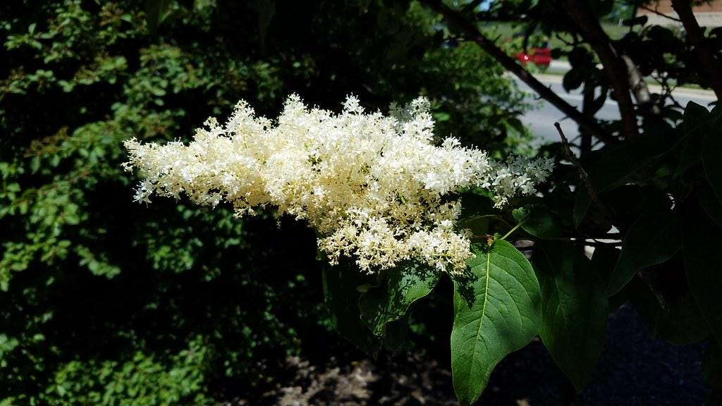 ハシドイ (丁香花) シード - Etsy 日本