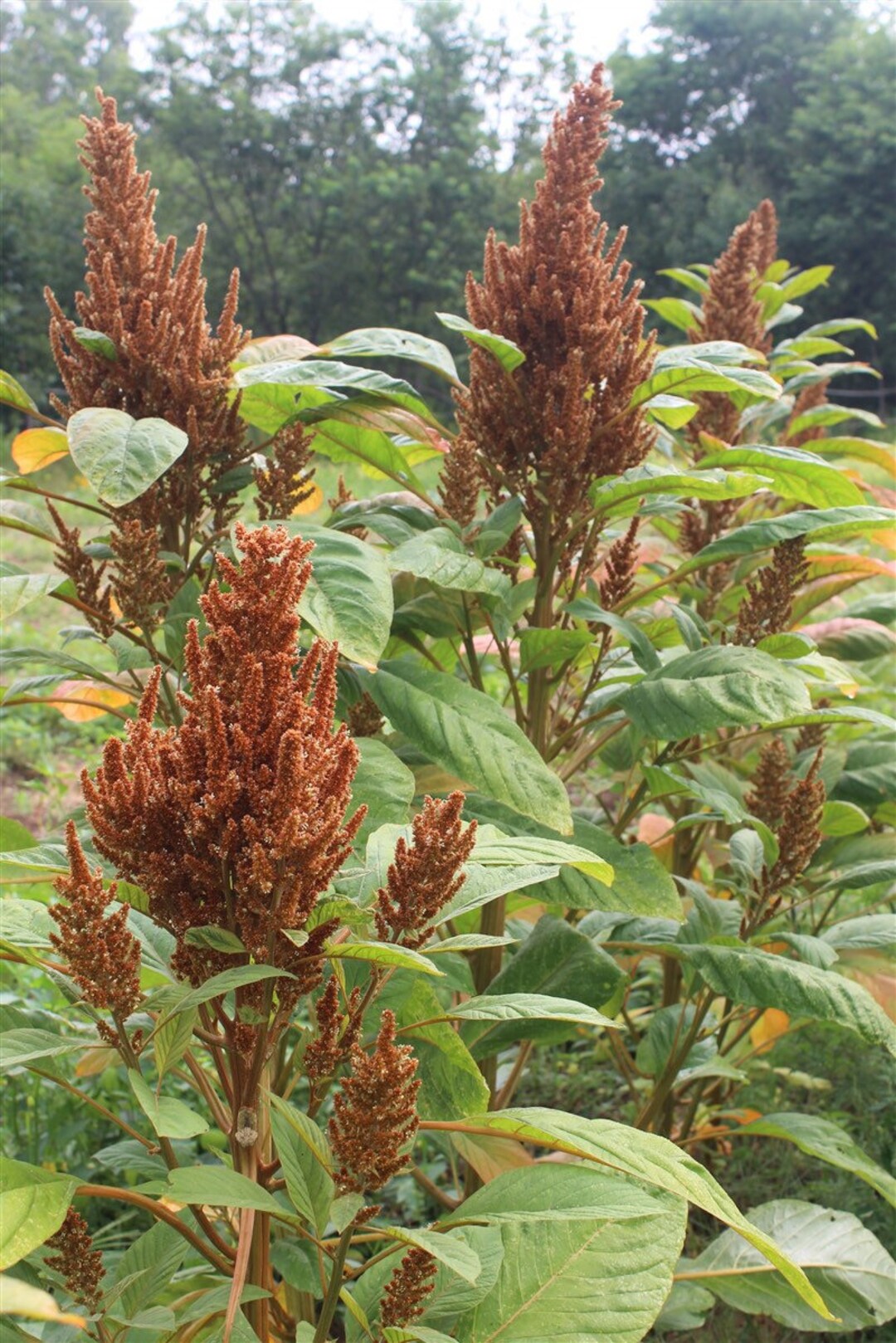 Golden Amaranth Grain Seeds Etsy