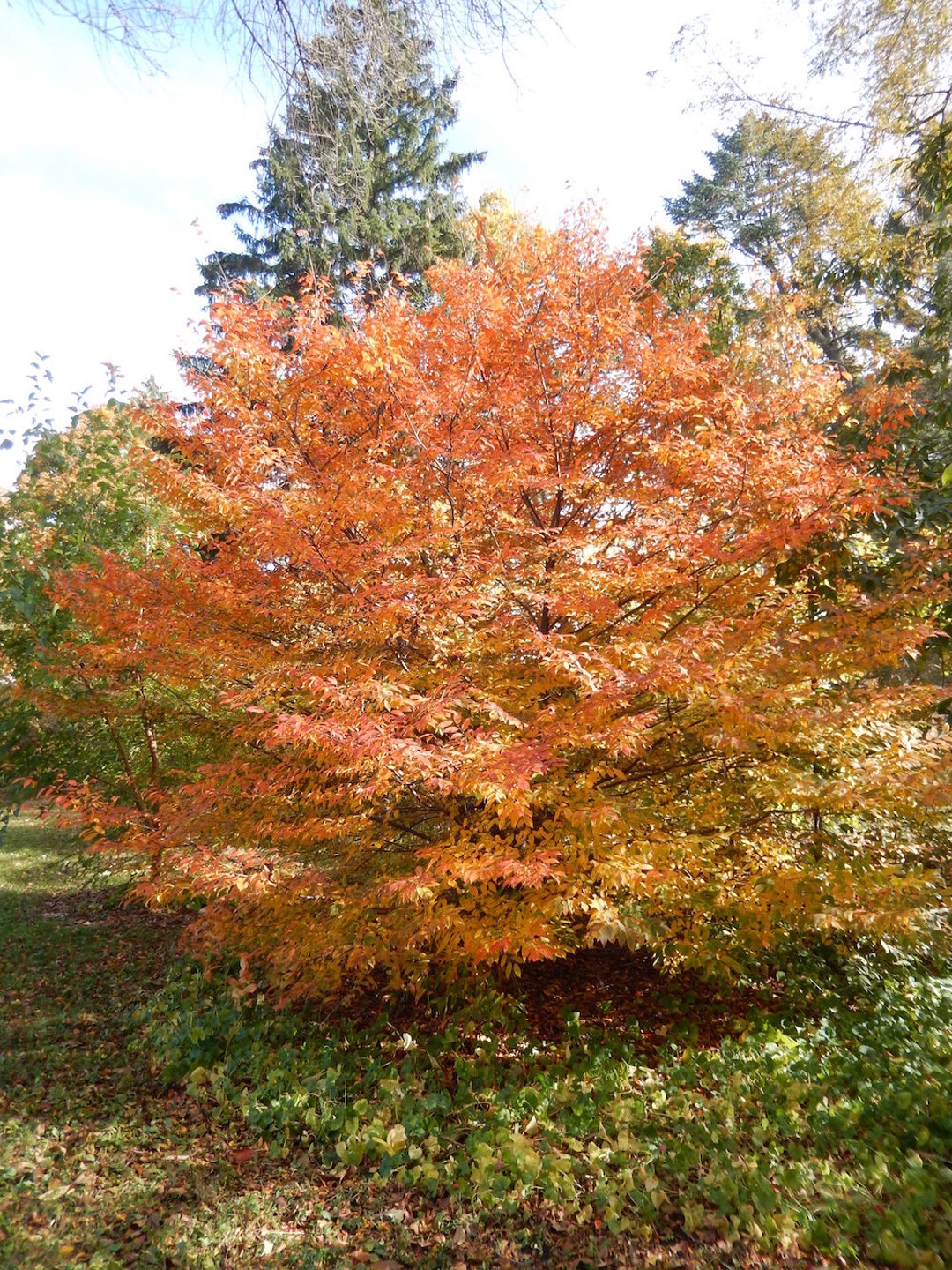 アメリカシデの種子 Carpinus Caroliniana - Etsy 日本