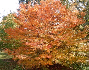 American hornbeam tree seeds Carpinus Caroliniana