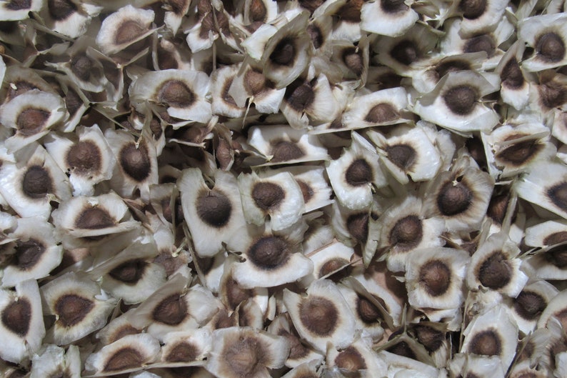 May include: A close-up image of a pile of dried, light brown, and white seeds. The seeds are flat and oval-shaped with a dark brown center.