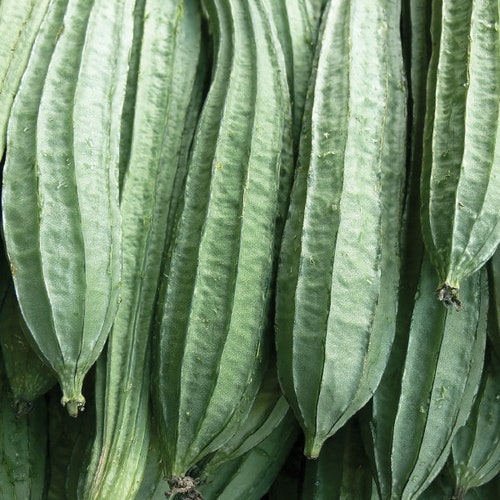 chinese okra/ louffa seeds 丝瓜