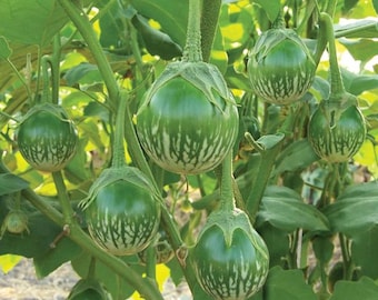 Thai Eggplant seeds