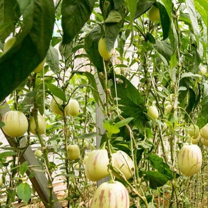 pepino melon seeds/ Solanum muricatum image 2