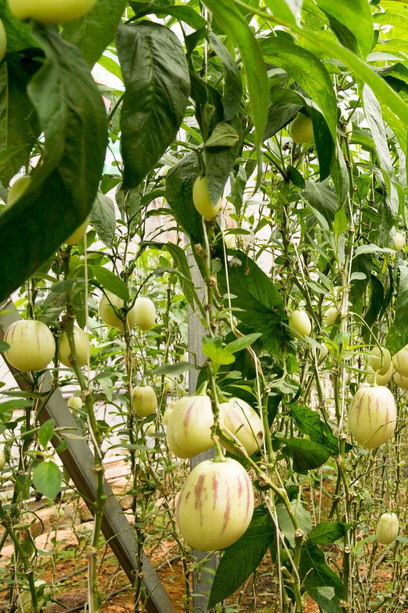 pepino melon seeds/ Solanum muricatum image 2