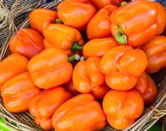 Orange Bell Pepper Capsicum Annuum