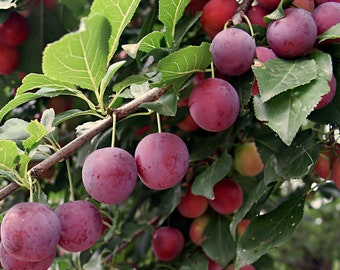 American Plum Seeds Prunus Americana