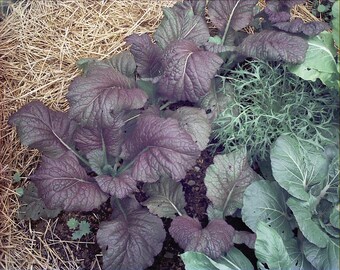 red mustard seeds