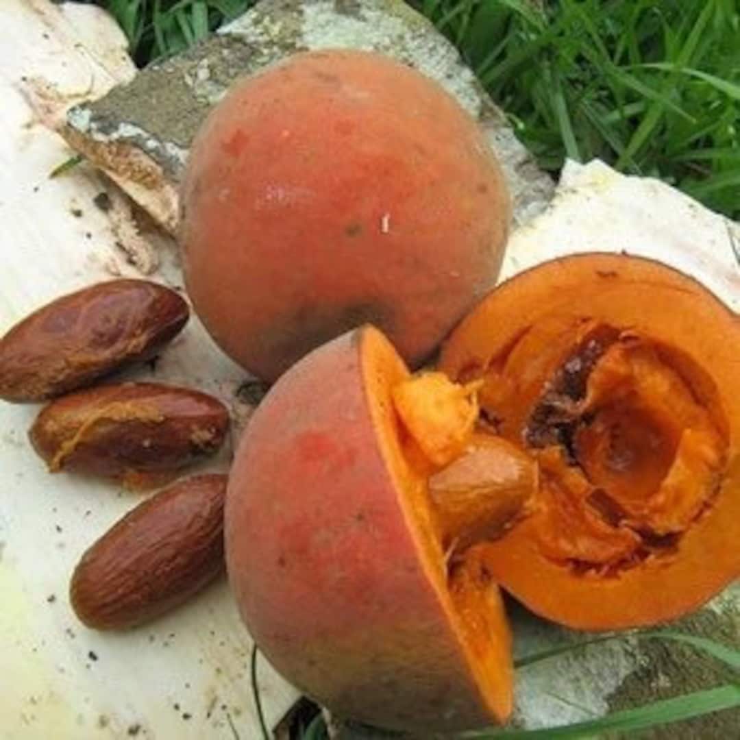 Bitter Kola Seeds Etsy