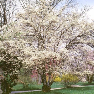 Allegheny serviceberry tree seeds