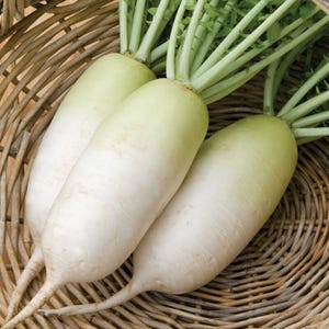 korean radish samen