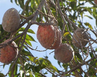 Red Cherimoya Seeds Annona Reticulata