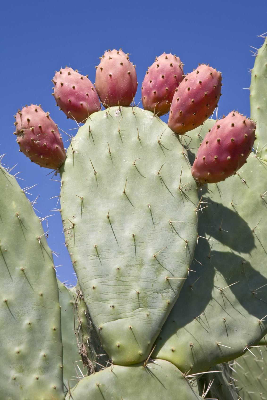 Opuntia tuna - Etsy 日本