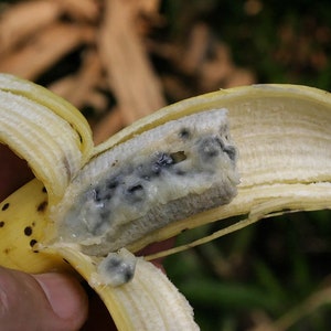 wild banana seeds Musa acuminata/Musa balbisiana