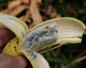 wild banana seeds Musa acuminata/Musa balbisiana