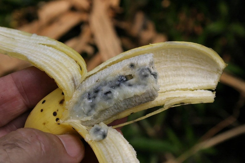 wild banana seeds Musa acuminata/Musa balbisiana image 1