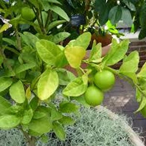 May include: A small green citrus tree with several green limes growing on the branches. The tree is potted in a brown pot with a green moss-like material around the base.