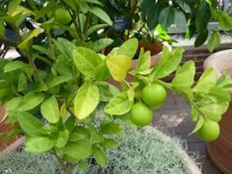 May include: A small green citrus tree with several green limes growing on the branches. The tree is potted in a brown pot with a green moss-like material around the base.