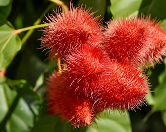 Peut inclure: Gros plan sur un groupe de fruits d'achiote rouges, également appelés roucou, à la texture duveteuse et piquante. Les fruits sont attachés à une tige verte et entourés de feuilles vertes.